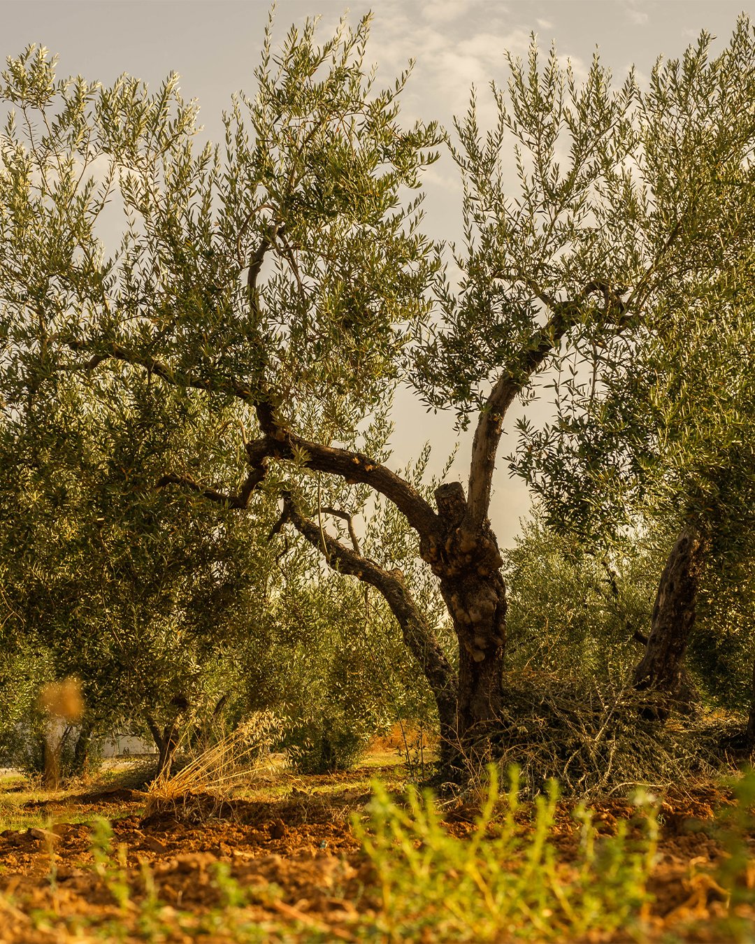 Cankorur Zeytinyağı